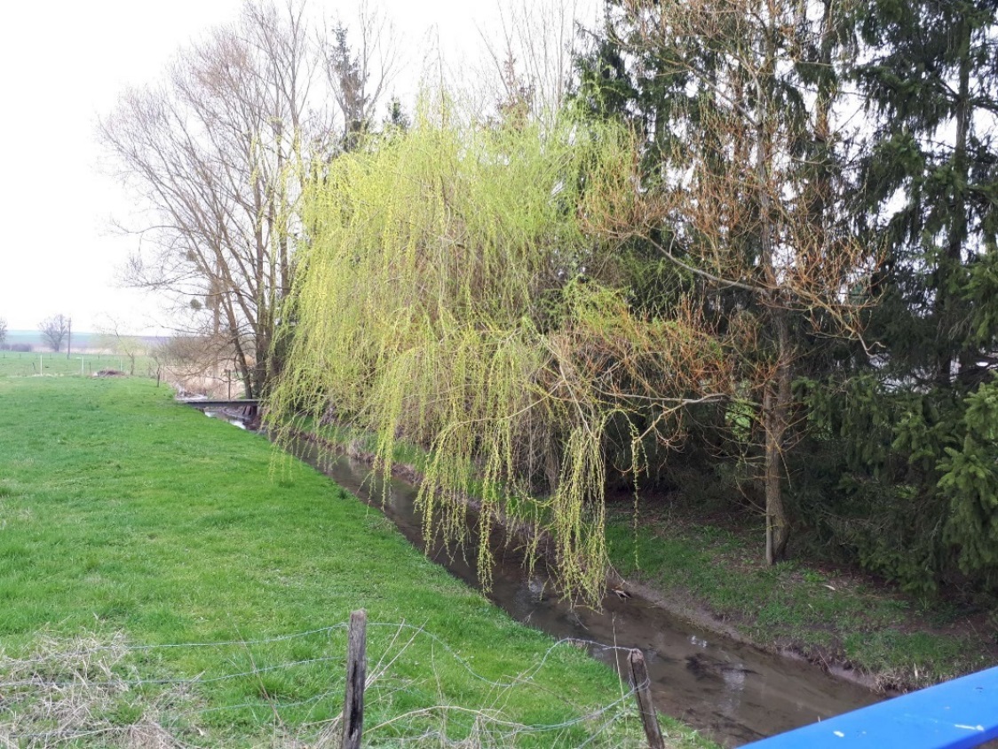 Restauration du ruisseau du Lenzbronnerbach sur le territoire de la commune de VIRMING